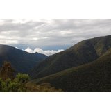 High carbon dioxide levels cause plants to thicken their leaves, could worsen climate change effects