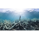 Scientists Testify: The Great Barrier Reef Can't Be Saved Through Current Efforts